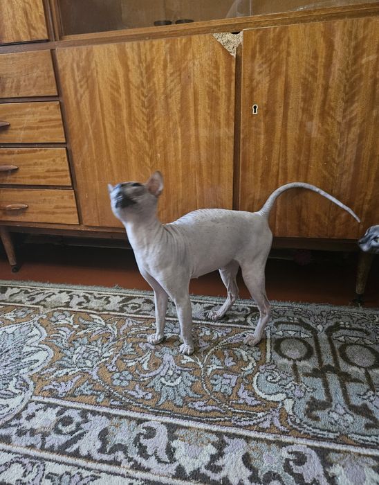 Донские сфинксы для вязки Киев.