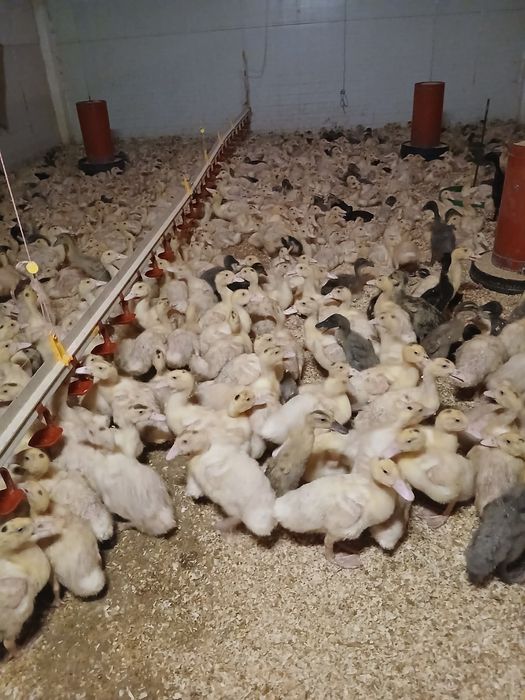 Sprzedam kaczki ,gesi