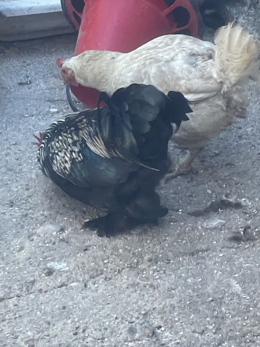 Galos de raça e pato corredor