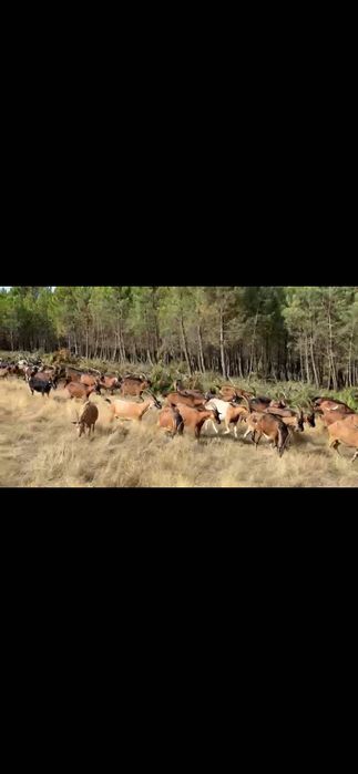 Cabras bravias registadas