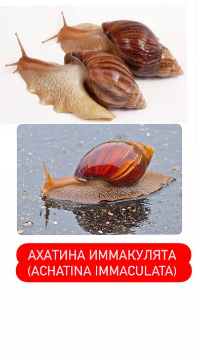 Улитки ахатины детки