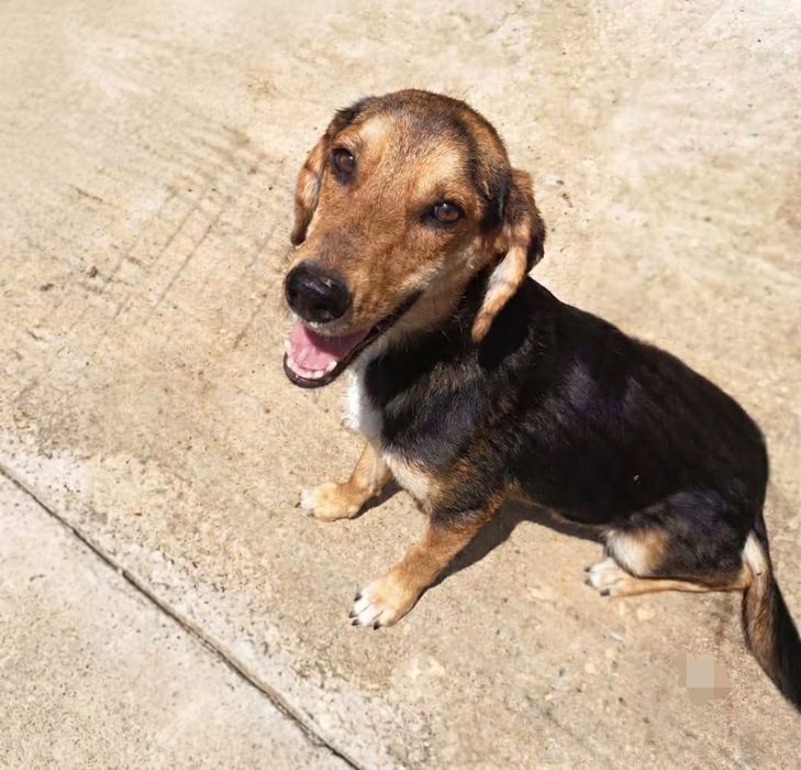 Dois bebezolas lindos para adoção responsável