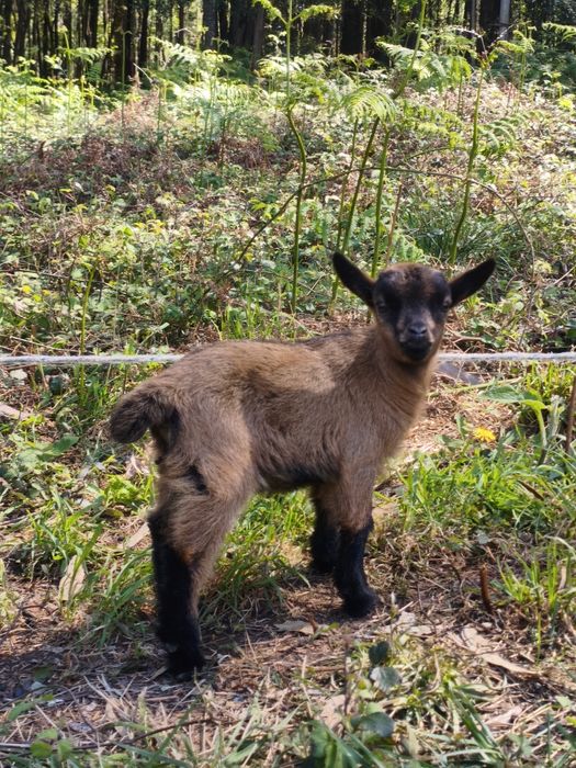 Vendo cabritas com 1 mês