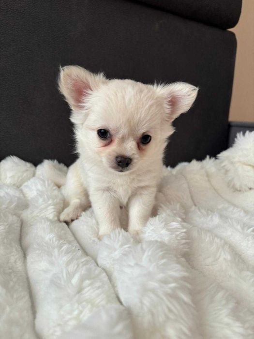 Chihuahua długowłosa