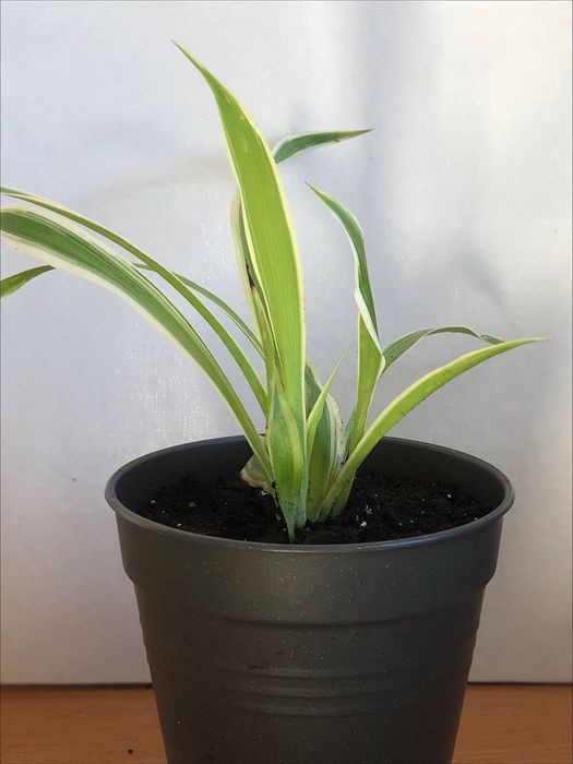 Рослини для дому.Вазон/кімнатна рослина-Хлорофітум.