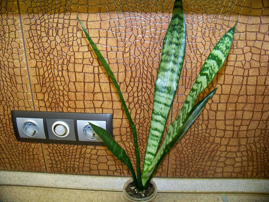 Сансевьерія  зелена з перламутровими вкрапленнями