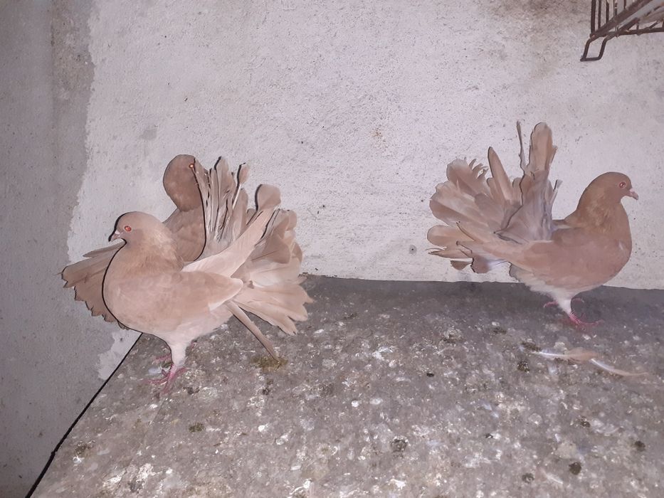 Sprzedam pawie żółte