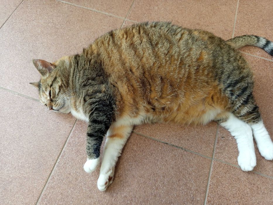 Kotka Tosia 13 letnia PILNE do odbioru okolice Kościerzyny