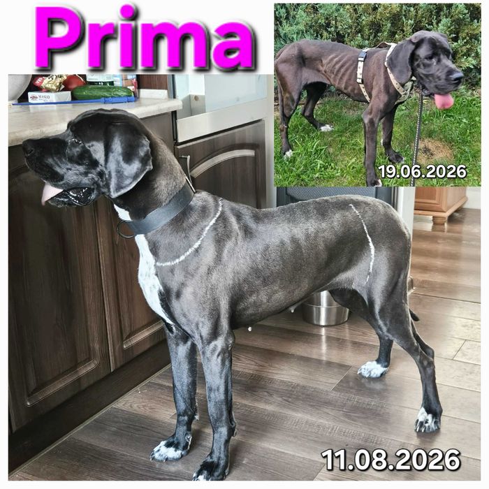 Dog niemiecki Prima 11mies suka adopcja