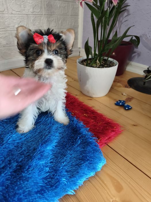 Yorkshire terrier biewier urocza sunia