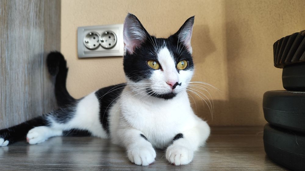 Кошеня, кішка 7 міс