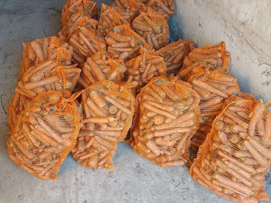 Sprzedam Marchew paszowa