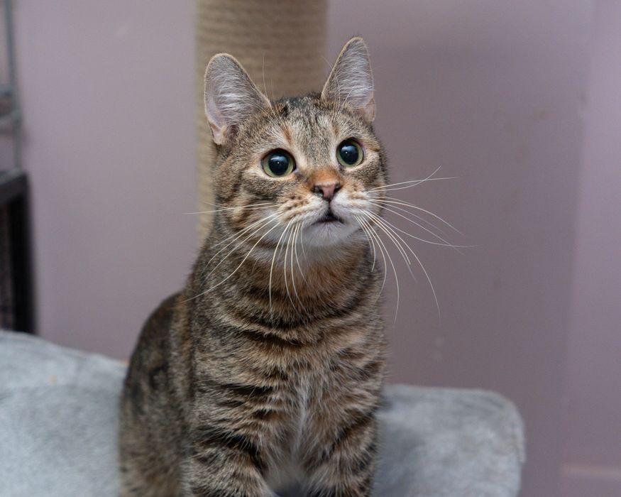 Rogalinka — delikatna kotka szuka domu na zawsze