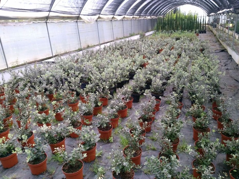 Metrosideros para sebes