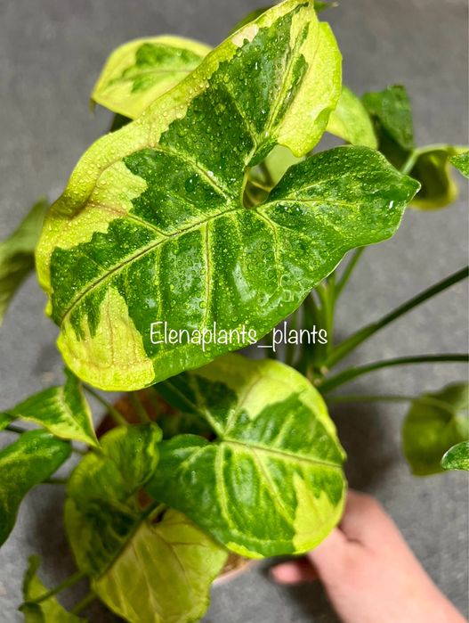 Сингониум Dark Purple, Pink Splash Dark Fat Leaf, Scrambled Eggs