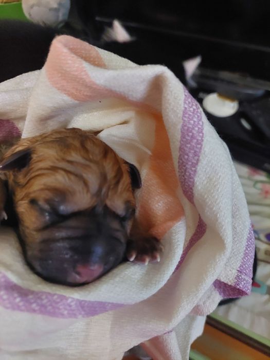 Продам  шарпей помість