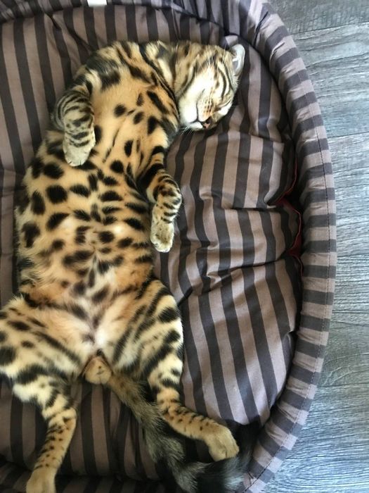 Вязка бенгальского кота