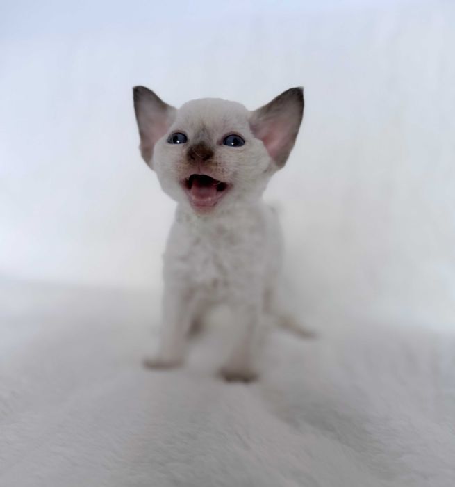 Devon Rex z rodowodem Fpl