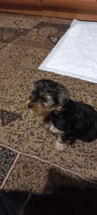 Цуценята породи йорк шукають собі родину