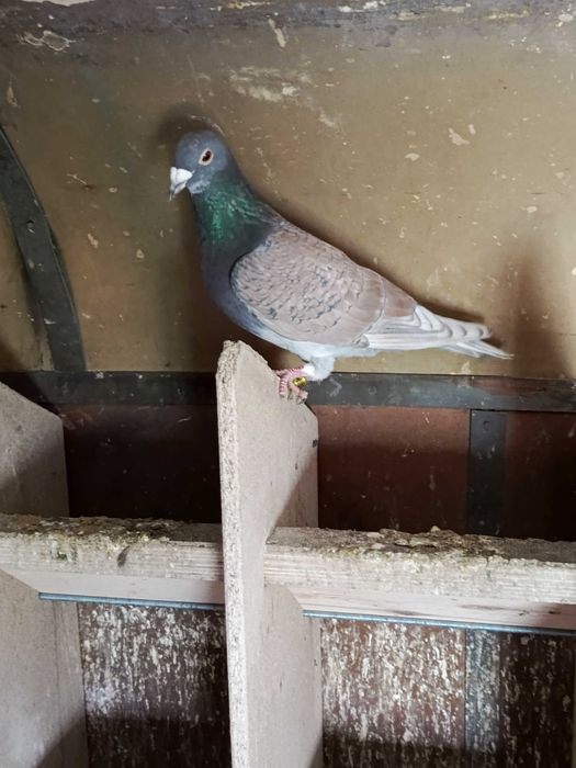 Pocztowe rubella sooty indigo