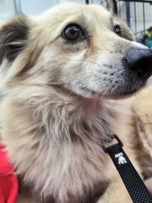 Київ! Увага! Шукаємо Жульєт