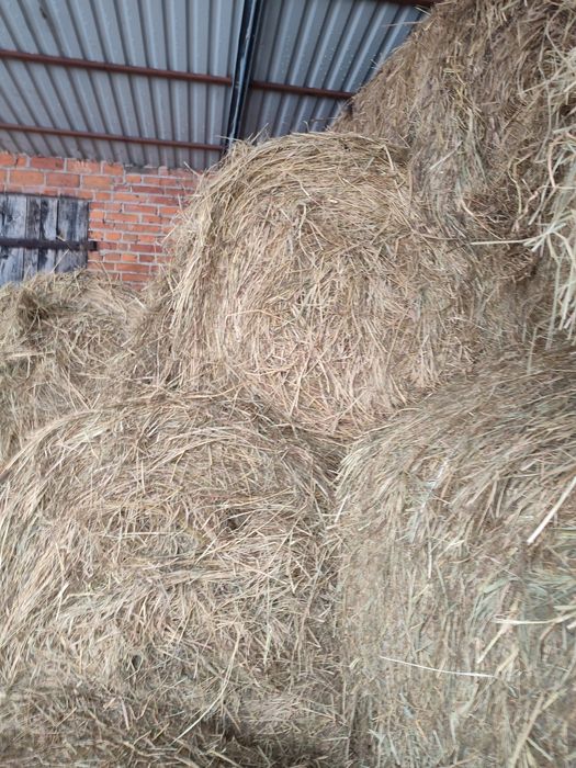 Siano 50 bel 120x120