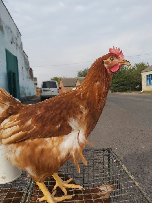 Ломан Браун,Ломан Сенді