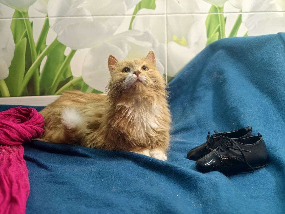 Красень котик в пошуках дому