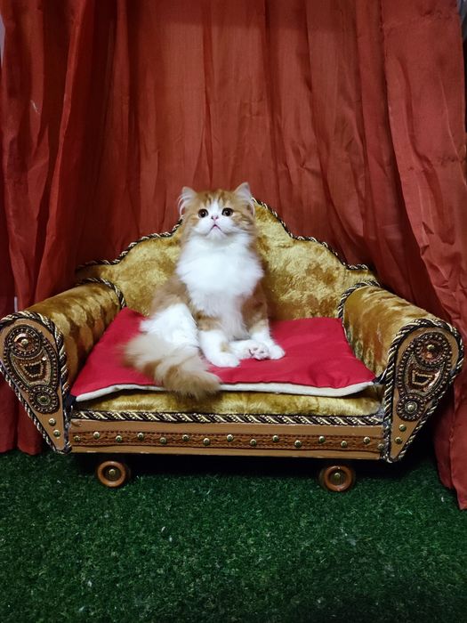 Шотландский котик