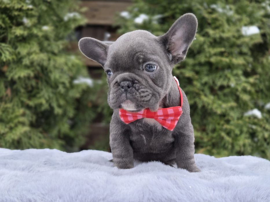 французький бульдог мила дівчинка