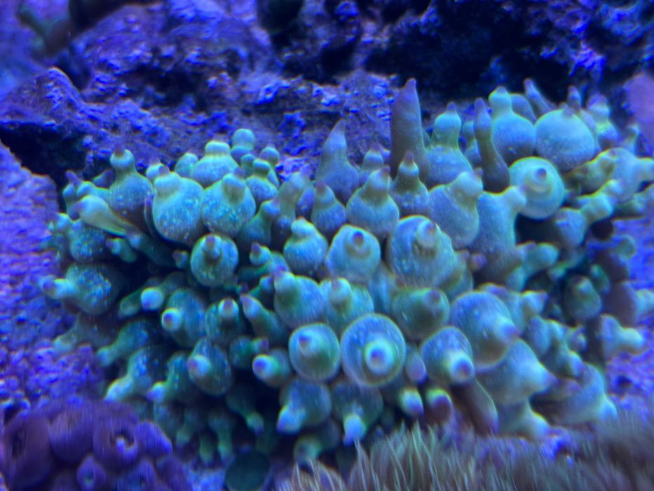 Twoje ogłoszenie UKWIAŁ ZIELONY koralowiec akwarium morskie