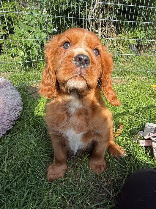 Cavalier King Charles Spaniel piesek