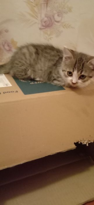 Кошеня в гарні руки