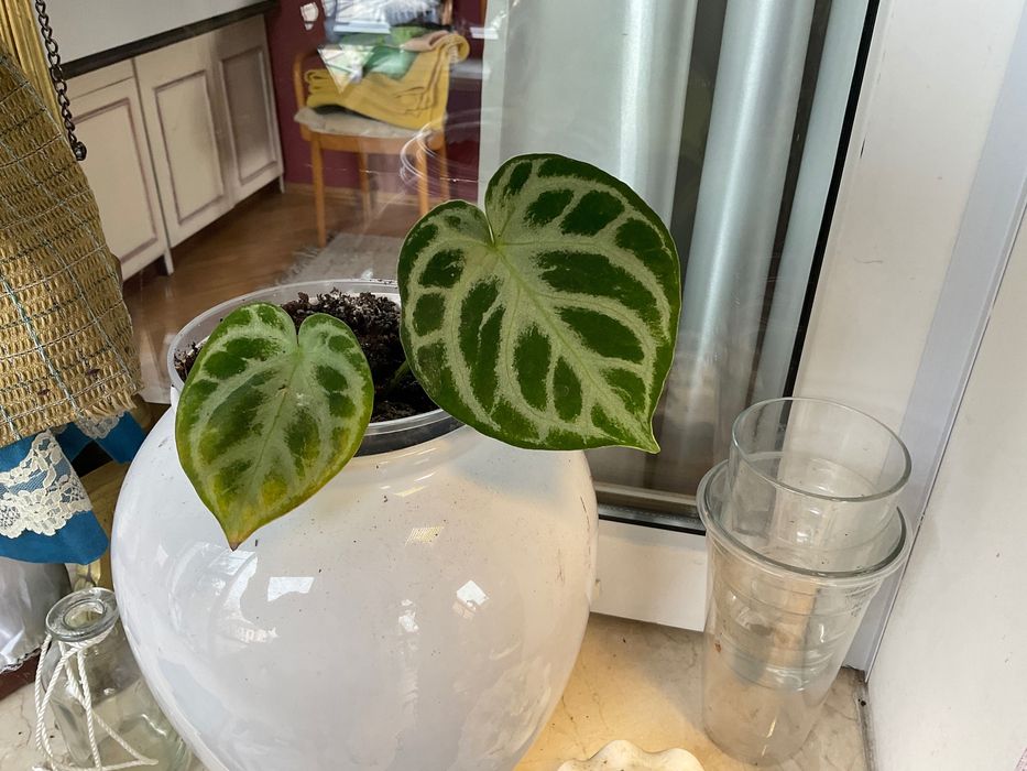 Антуріум Silver Blush.