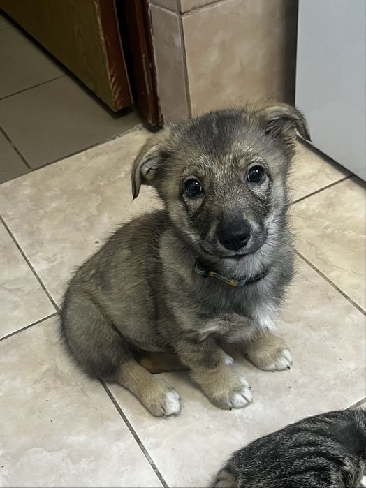 Цуценятко з невеличких порід в добрі руки