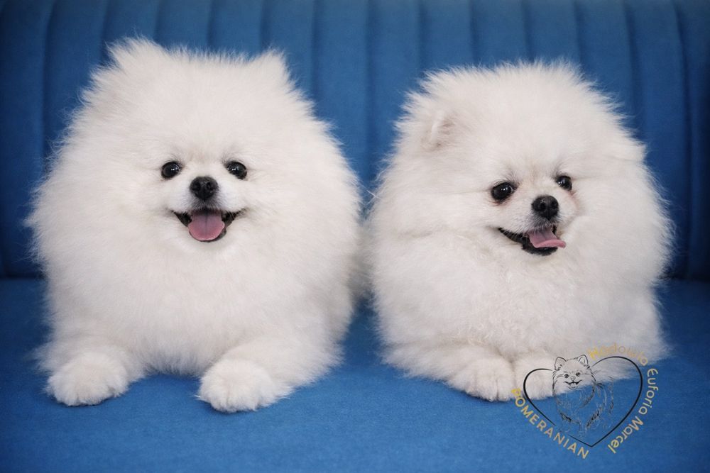 Pomeranian miniatura szpica