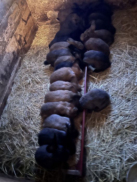 Na sprzedaż młode króliki. (Samce i samiczki]