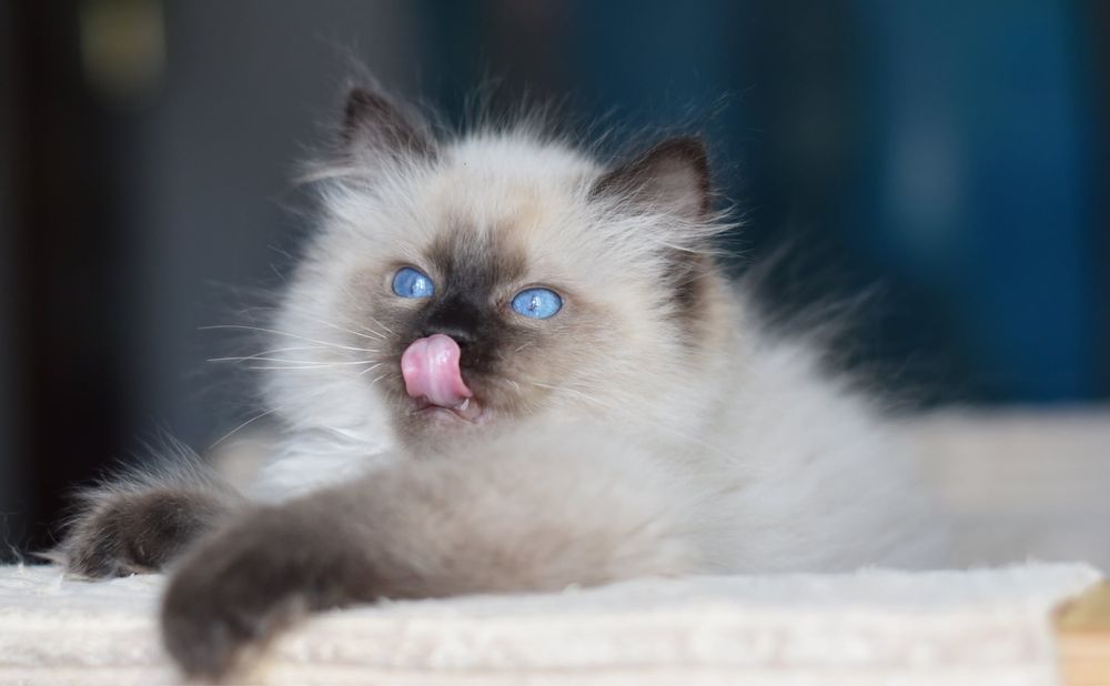 Kocurek Ragdoll  gotowy do zmiany domku w połowie maja
