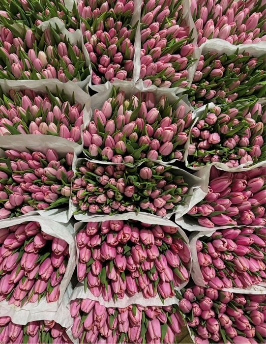 тюльпани оптом / троянди / роза / опт / тюльпан