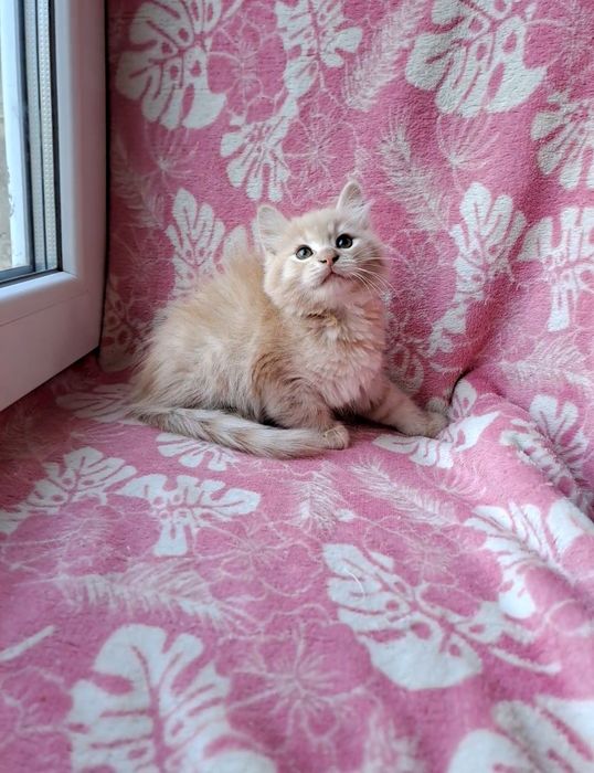 Прелестный сибирский мальчик