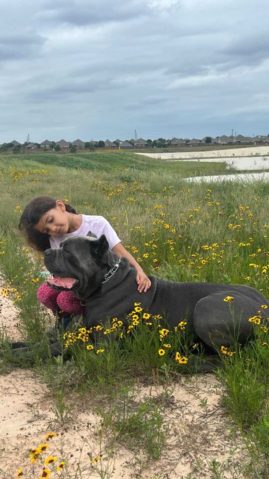 Сильний родовід-відмінне здоров"я
