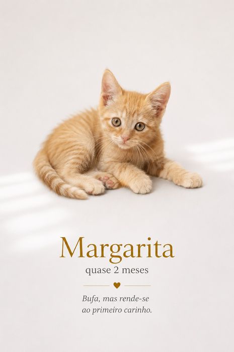 Gatinhos bebés para adoção
