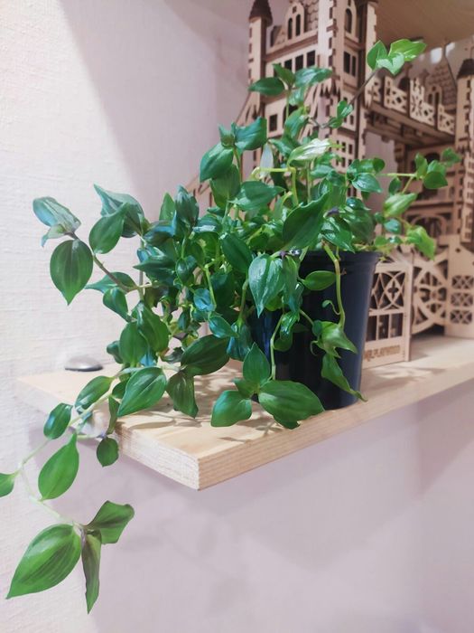 Традесканция комнатная