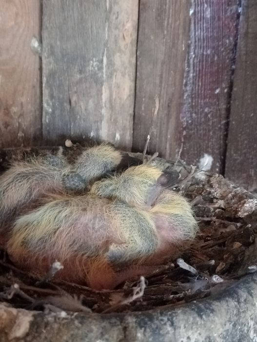 Młode gołębie pocztowe