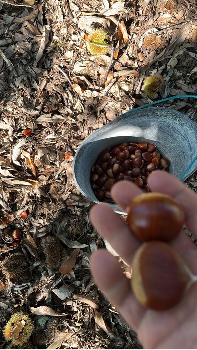 Castanha biologica