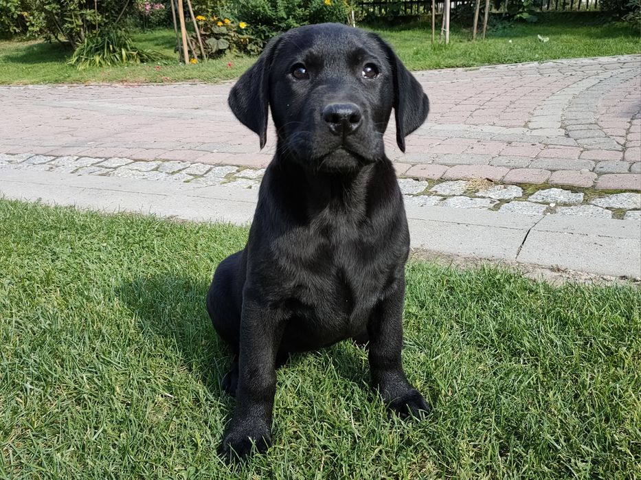 Labrador Retriever, ostatnia mocnej budowy SUCZKA! Już do odbioru!