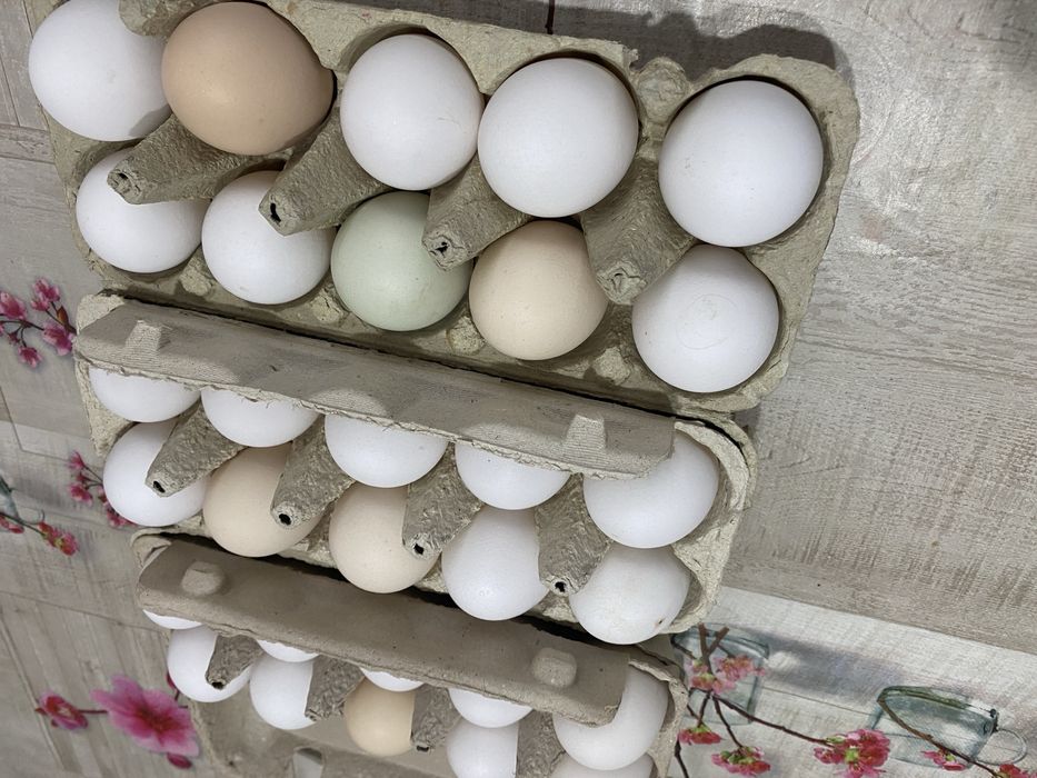 Jajka z wolnego wybiegu