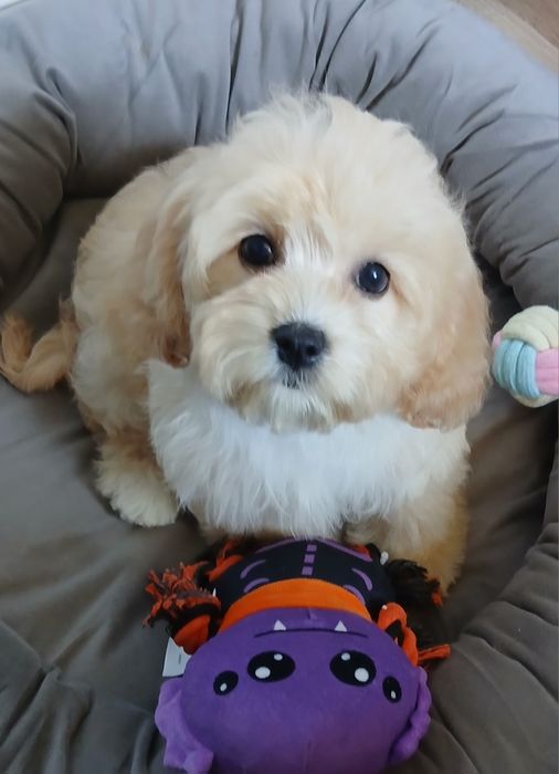 Cavapoo dziewczynka