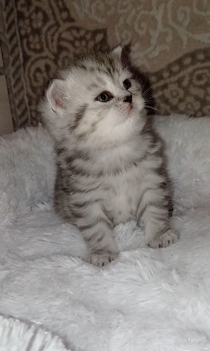 Кошенята шотландські сріблясті  фолд страйт