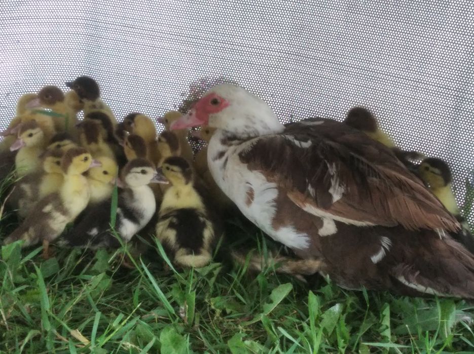 Каченята шипуни-індокачки. Качки-Качури шипуни на розвод